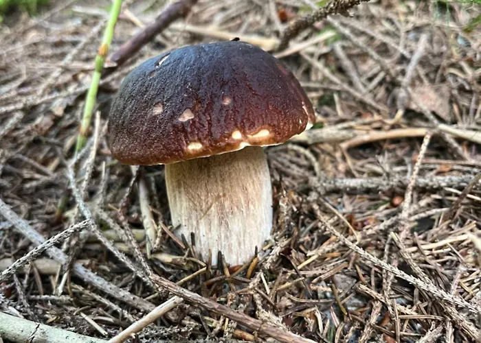 Traumhaft Ruhige Lage Eva Lamprecht * Innsbruck